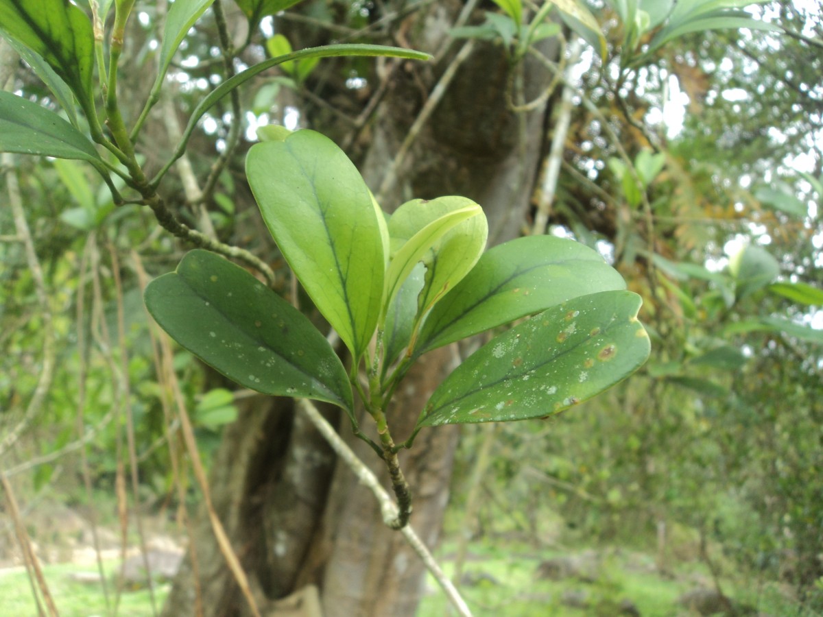 Schefflera emarginata (Moon) Harms